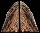 Tall, Unique, Arizona Petrified Wood Bookends #65962-1